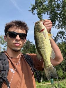 Largemouth Bass