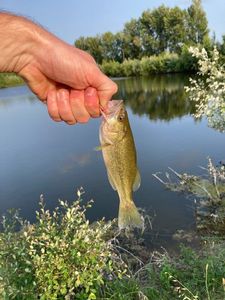 Largemouth Bass