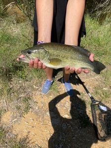 Smallmouth Bass