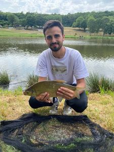 Common Bream