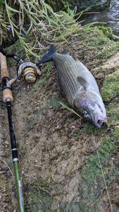 Grayling