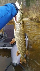 Northern Pike