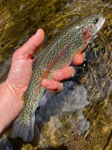 Rainbow Trout