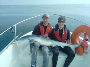 Blue Shark