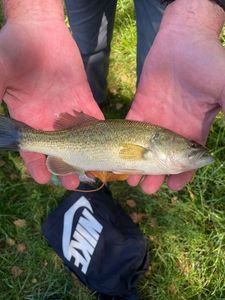 Largemouth Bass