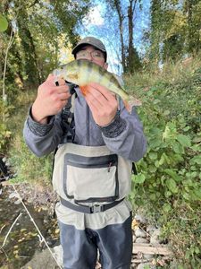 European Perch