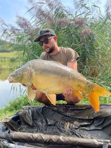 Mirror Carp