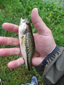 Largemouth Bass