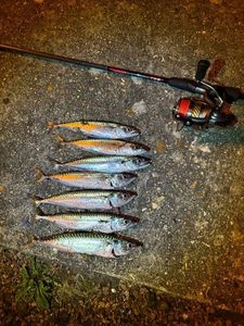 Mackerel