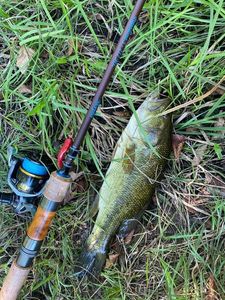 Largemouth Bass