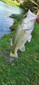 Smallmouth Bass