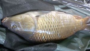 Common Carp