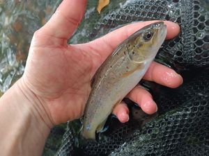 Brown Trout