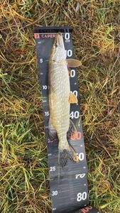 Northern Pike