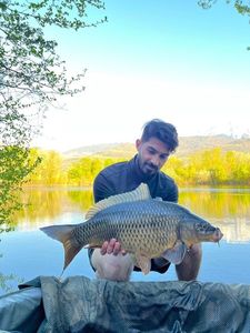 Common Carp