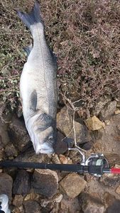 European Bass (Seabass)