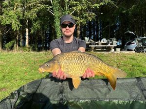 Common Carp