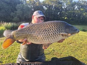 Common Carp