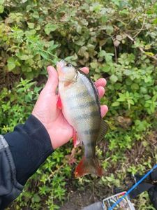 European Perch