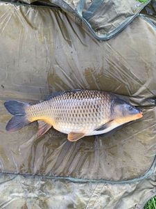 Common Carp