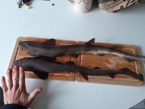 Lesser Spotted Dogfish (Small Spotted Catshark)