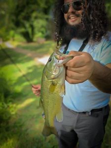 Smallmouth Bass