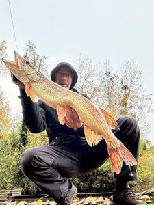 Northern Pike