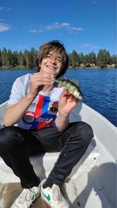 European Perch