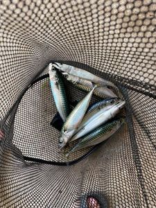 Mackerel