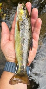 Brown Trout