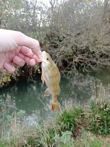 European Perch