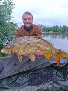 Common Carp