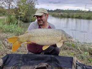 Common Carp