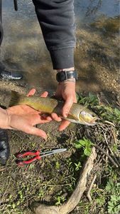 Brown Trout