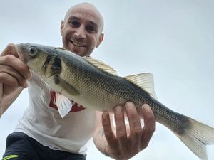 European Bass (Seabass)