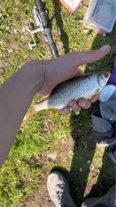 Common Nase