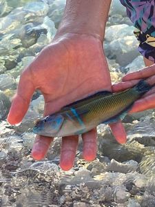 Mediterranean Rainbow Wrasse