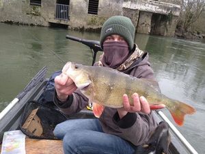 European Perch