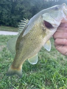 Largemouth Bass