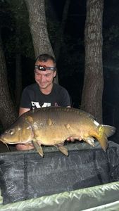 Mirror Carp