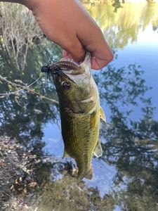 Largemouth Bass