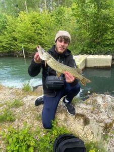 Northern Pike