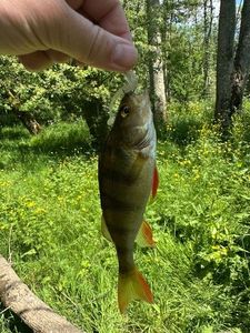European Perch