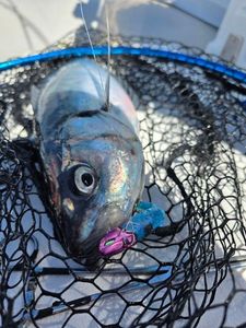 Atlantic Horse Mackerel