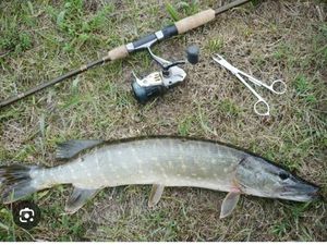 Northern Pike