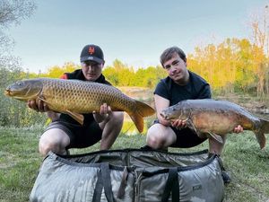 Common Carp