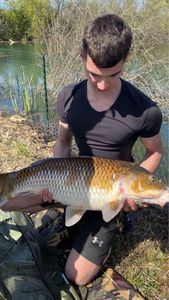Common Carp