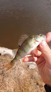 European Perch