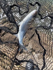European Bass (Seabass)