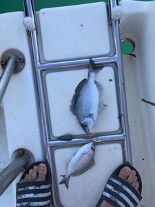 Black Seabream